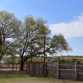 Well-cared-for horse enjoying open pasture at Benbrook Stables Fort Worth Texas