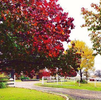 Benbrook Stables Crowned Best Equestrian Center in Fort Worth for Five Consecutive Years