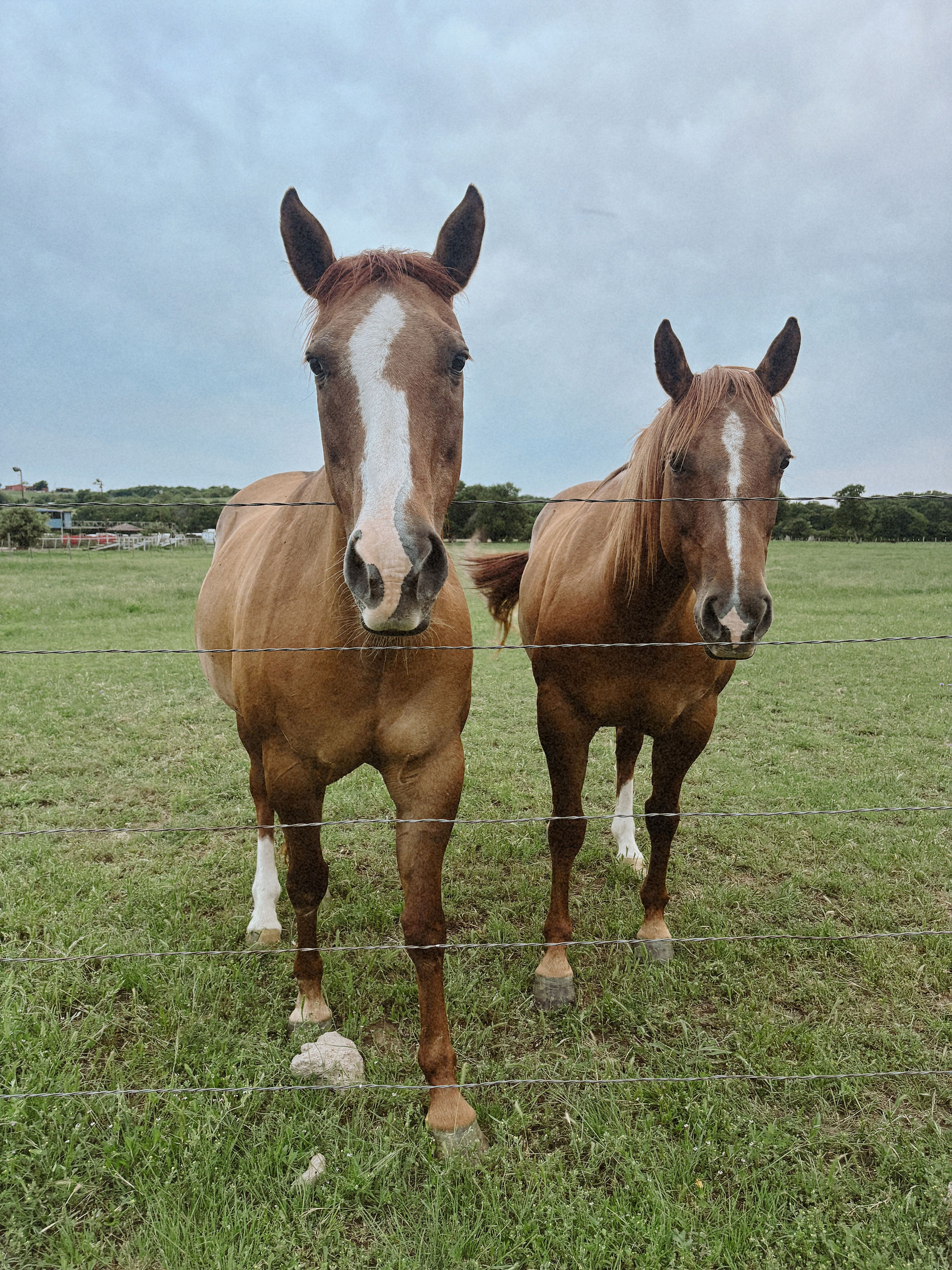 Full care horse boarding options at Benbrook Stables Fort WorthFull care horse boarding options at Benbrook Stables Fort Worth