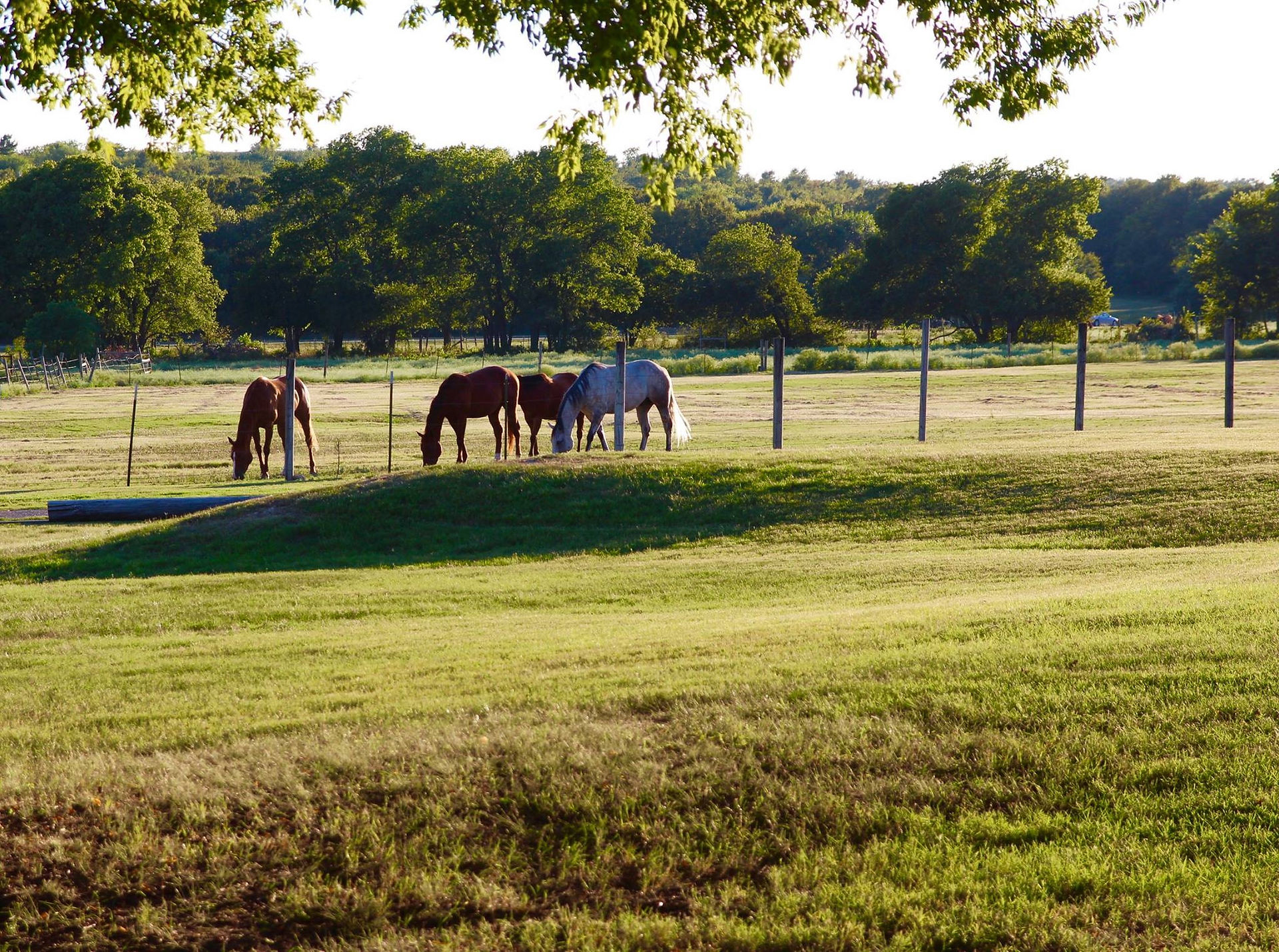 Open grazing pasture for horses at Benbrook Stables, Fort Worth TX