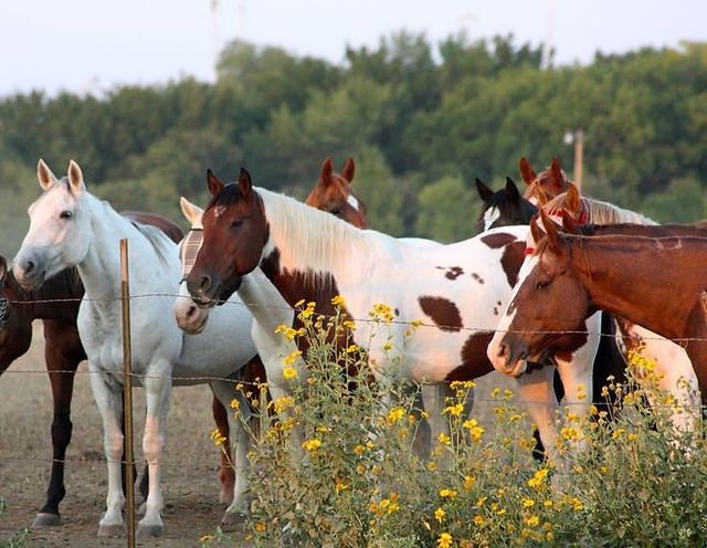 The trail horses at Benbrook Stables