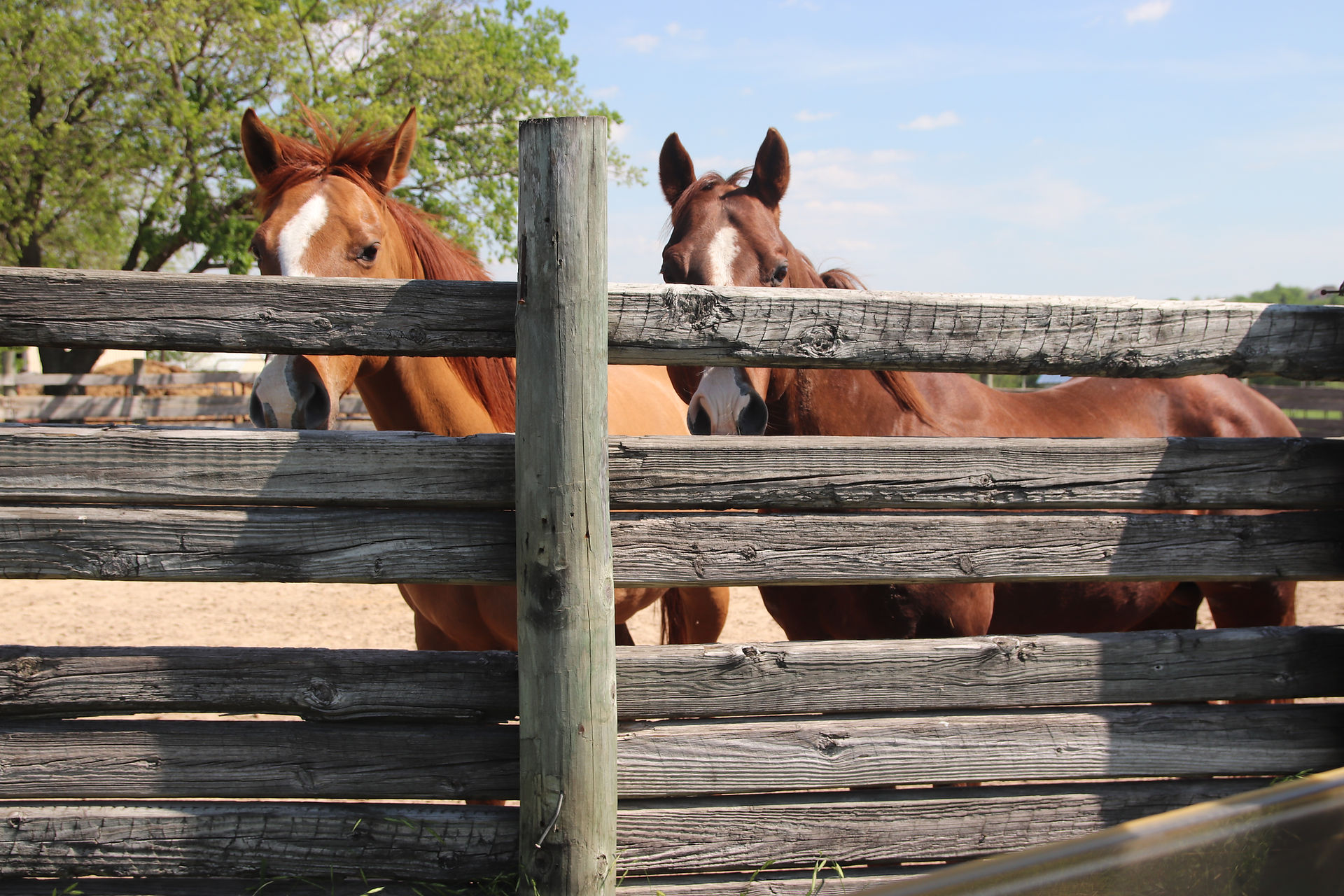 Family-friendly equestrian environment at Benbrook Stables boarding in Fort Worth, Texas