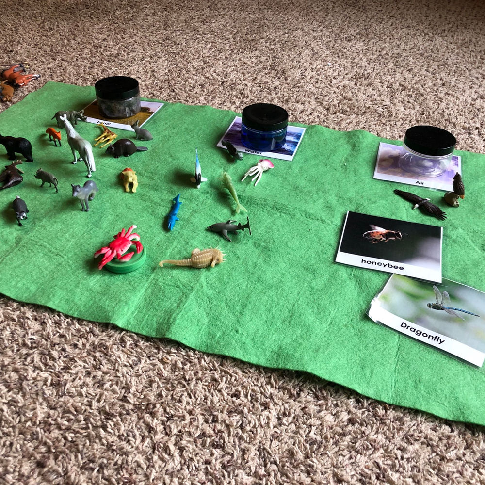 13 Zoo Inspired Homeschooling Activities