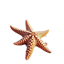 coastal beach scene with starfish_edited