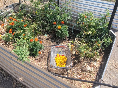 Bountiful harvest of yellow gem tomatoes, and a bed overrun by marigolds!