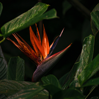 Bird of paradise flower among green leaves