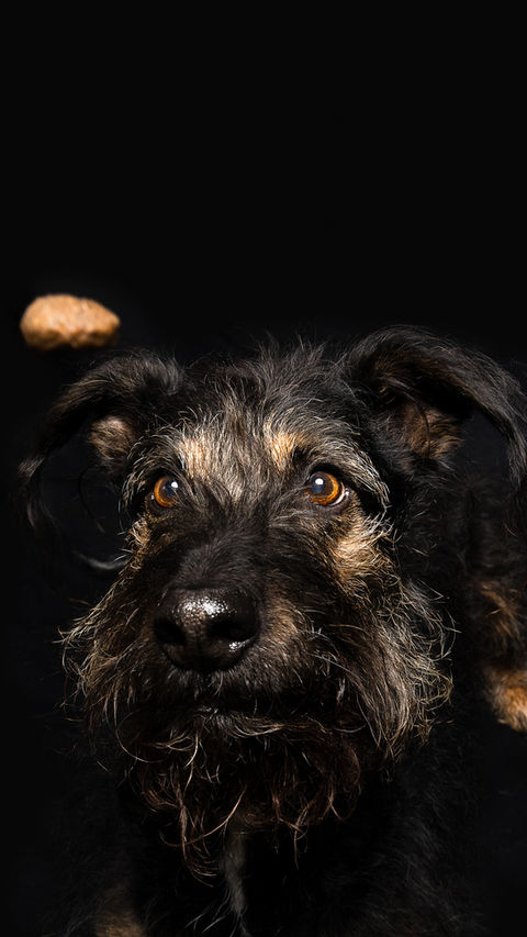 Studiofotografie. Hund fängt ein Leckerlie