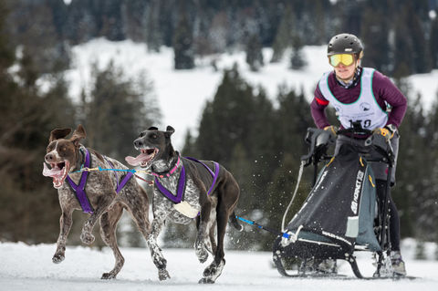 Zwei Hunde und eine Frau bei einem Schlittenhunderennen