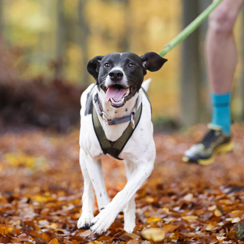 Hund bei einer Canicross-Veranstaltung