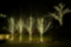 Christmas Lights Nov23-134