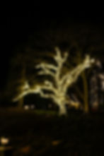 Christmas Lights Nov23-128