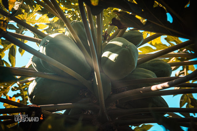 A Papaya Tree at the San Diego Botanical Garden in California