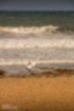 a surfer going into the ocean by Pacific Beach San Diego