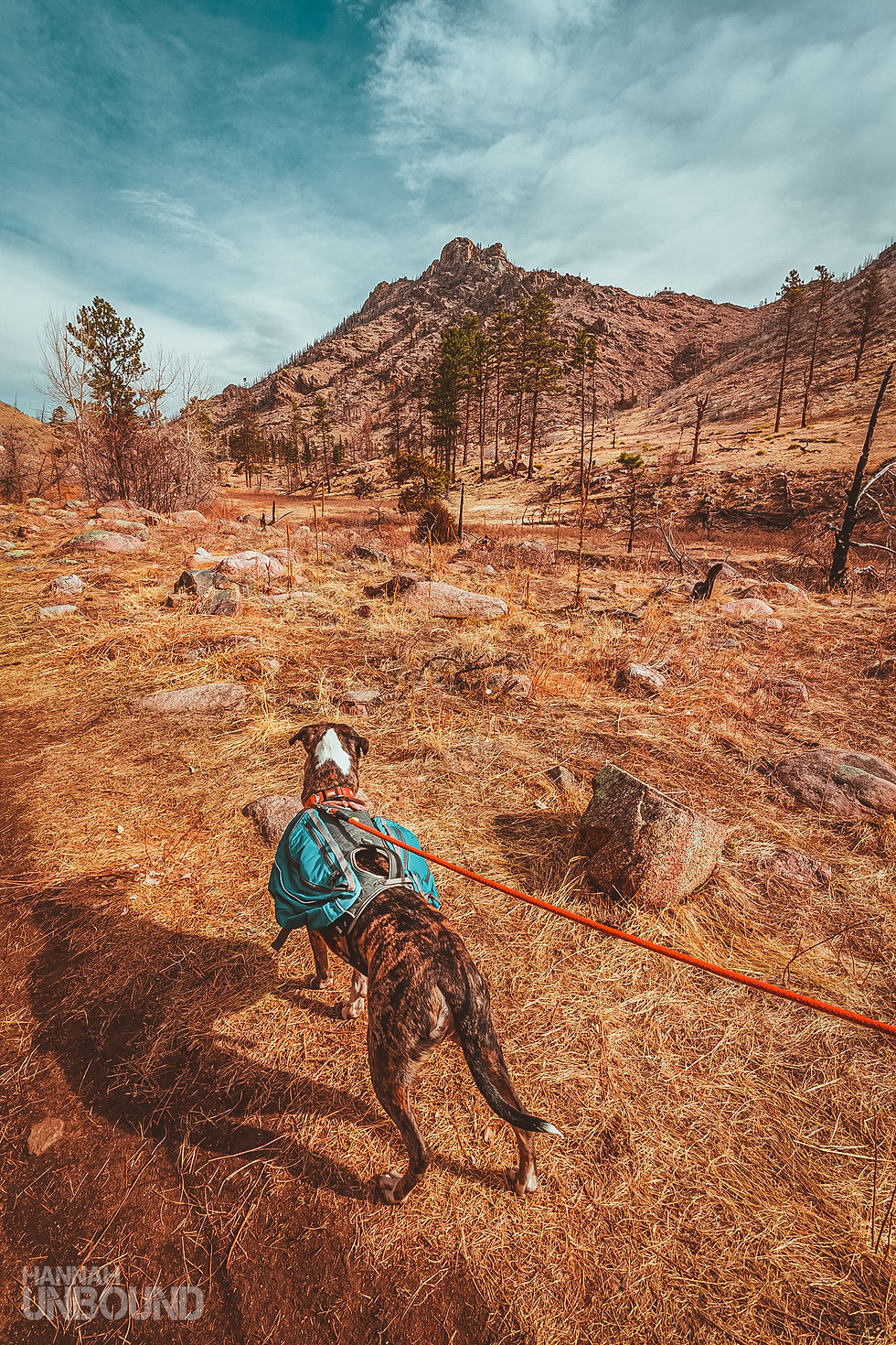 A large dog hiking with a backpack on