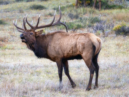 A bull elk bugeling in a field