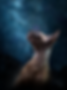 blue13.png