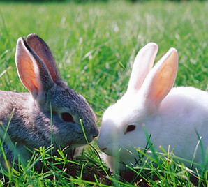 Deux lapins broutent