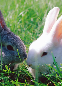 Bunnies