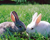 Bunnies