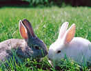 pet service, rodent care, pet