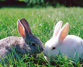 Bunnies