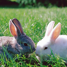 Bunnies