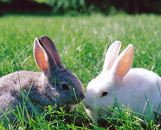 bunnies