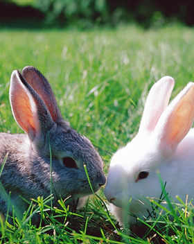 Bunnies