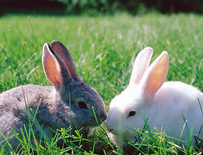 Bunnies