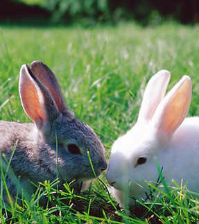 Two Rabbits Grazing