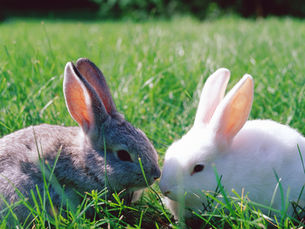 What are your family's Easter rituals?