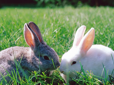 Bunnies