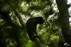 WoodsParadise_photo_costarica_vacations_houses_rent_14