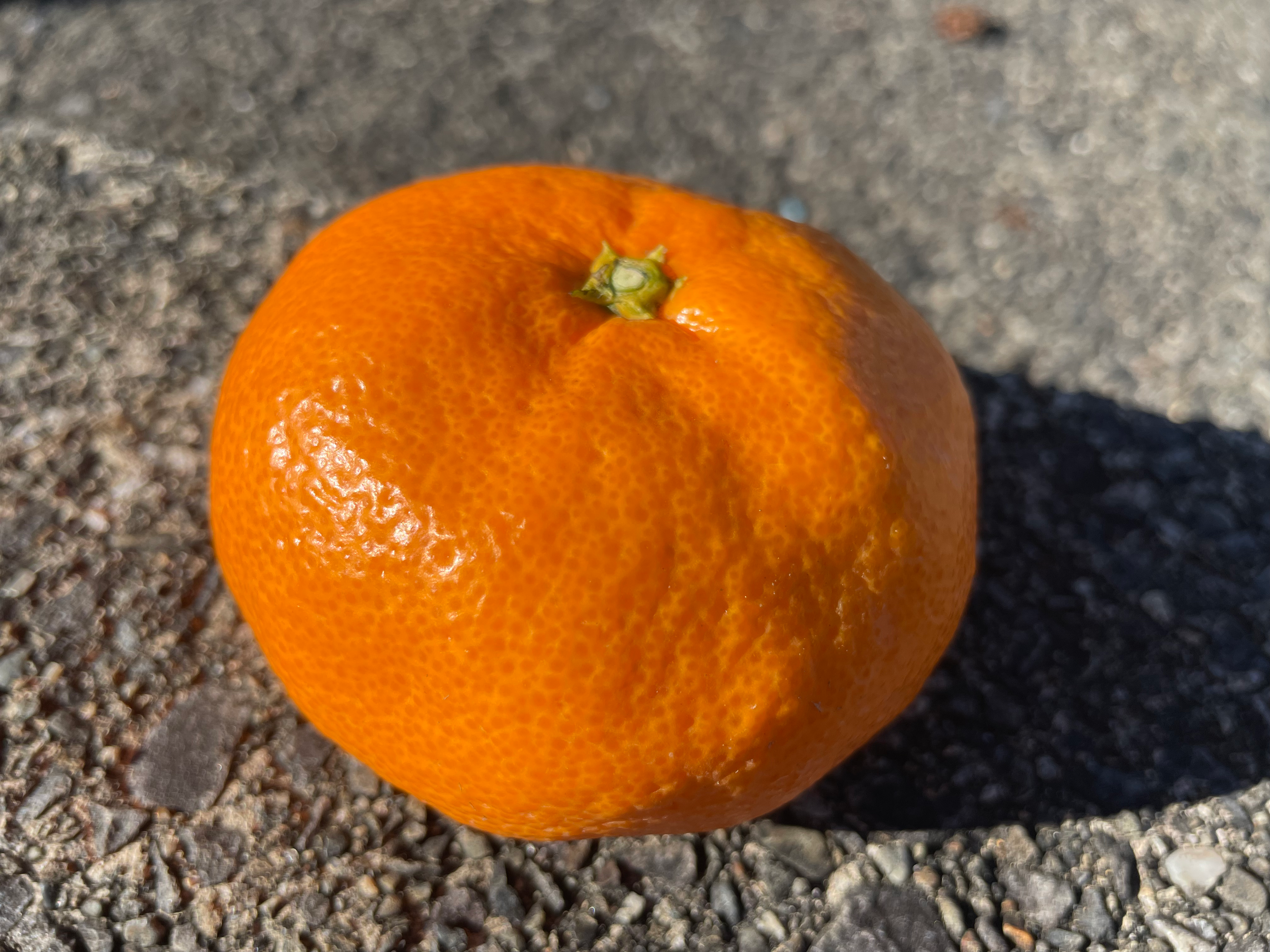 【贈答用】青島みかん 5キロ