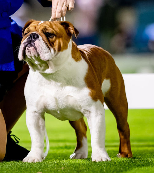 SAT_12_MARCH_2022__536 bruce.jpg