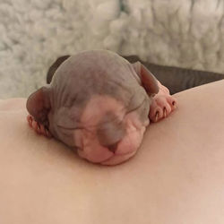 That face though ❤#catselfie #grumpycat