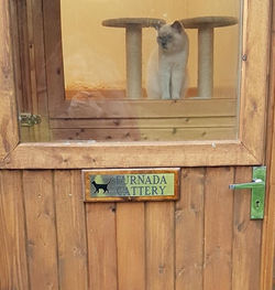 My stud pen has a sign which I got at the Supreme but Hannah’s cat photo bombed my shot 😂😂😂