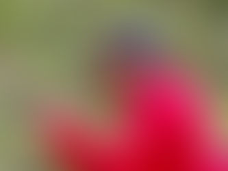 Paulo Cavalhere, foi indicado, aprovado e será Laureado, Aclamado e Diplomado como Comendador da Ordem do Mérito do Elo Social.