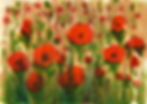 Marlene 7 - roter Mohn.jpg
