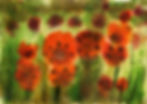 Luisa 9 - roter Mohn.jpg