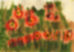 Matilde 7 - roter Mohn.jpg
