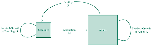 life cycle diagram.png