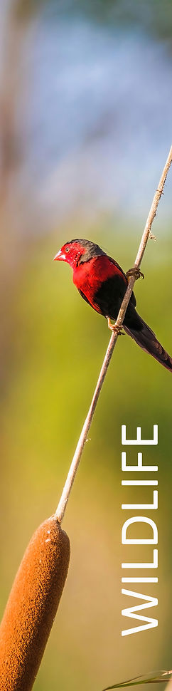 Wildlife