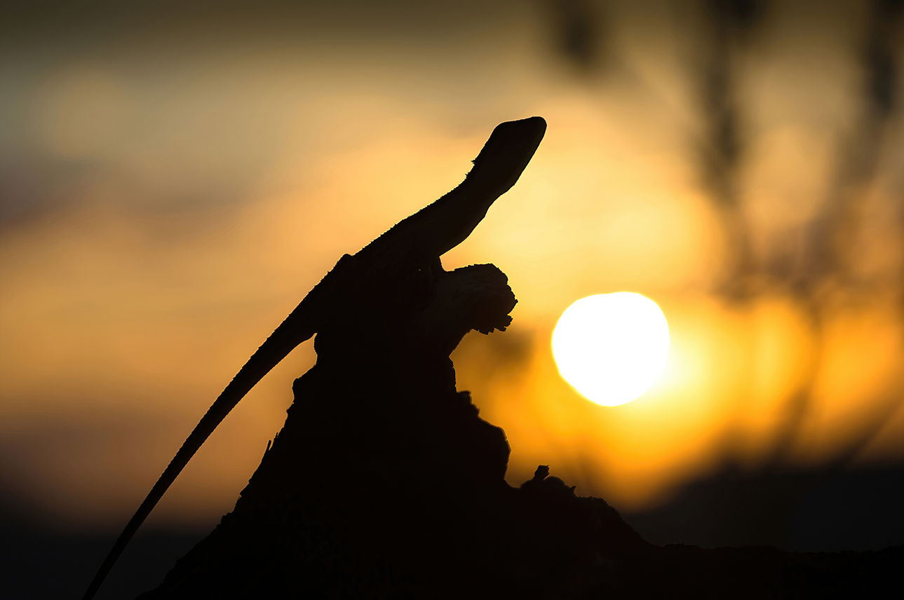 Silhouette of a Dragon