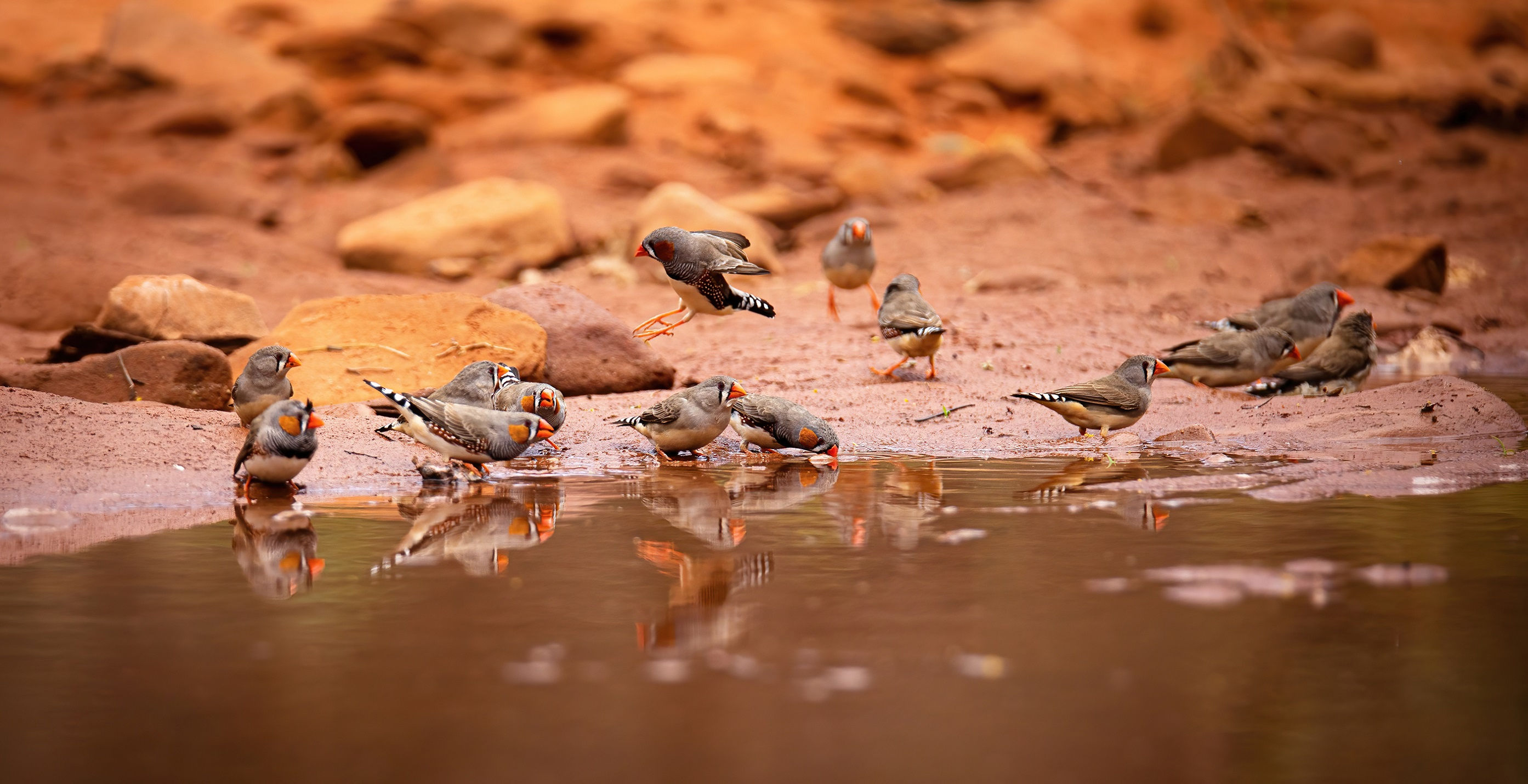 Thirsty Finches