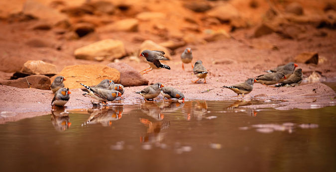Zebra Finches