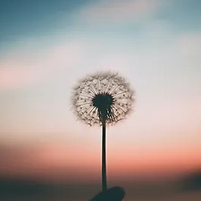 Pusteblume.jpg