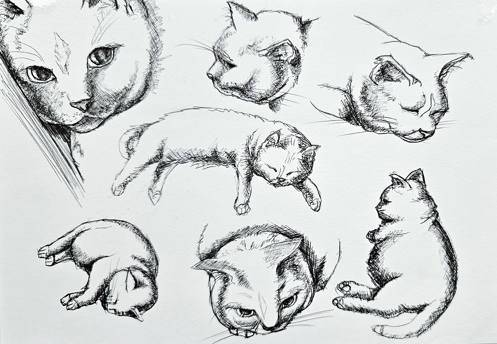 Kiwie's sleeping poses