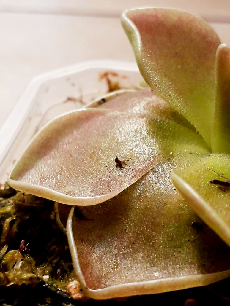 Miniatura: Pinguicula Sethos - Muda