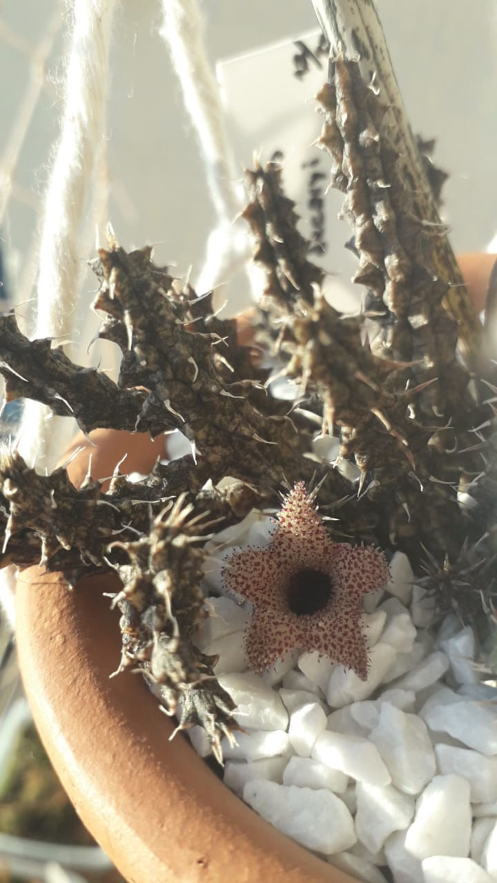 Miniatura: Sementes Stapelianthus decaryi